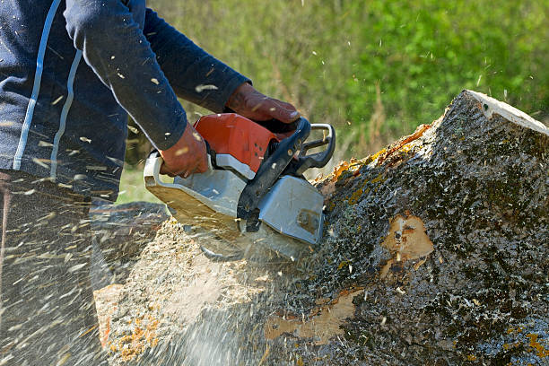 Professional Tree Service in Danville, AR